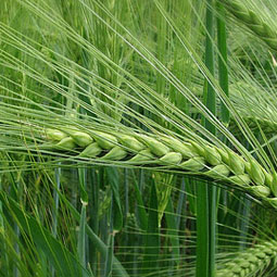 Озимый ячмень 3-5 ц/га до 7 и более